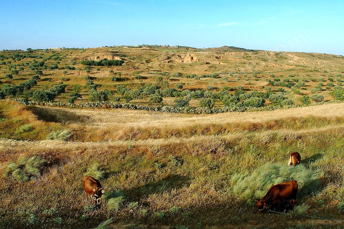 Paysages du Cap Bon